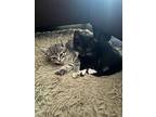 Bibb (bonded W/ Lil Meme), Domestic Shorthair For Adoption In Mountain View