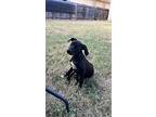 Gumpy, Labrador Retriever For Adoption In Boerne, Texas