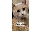 Pun'kin, Domestic Shorthair For Adoption In York, Pennsylvania
