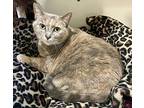 Blanche, Domestic Shorthair For Adoption In Ashland, Ohio