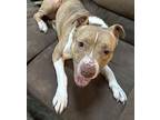 Cinder Sj, American Staffordshire Terrier For Adoption In Warrior, Alabama