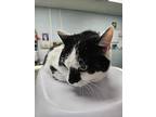 Smudgy, Domestic Shorthair For Adoption In Kingston, New York