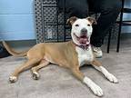 Savannah, American Pit Bull Terrier For Adoption In Kingston, New York