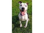 Miss Luna, American Pit Bull Terrier For Adoption In Blackwood, New Jersey