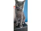 Moe, Domestic Shorthair For Adoption In London, Ontario