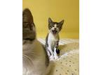 Phillip, Domestic Shorthair For Adoption In London, Ontario