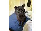 Onyx (fiv+), Domestic Shorthair For Adoption In London, Ontario