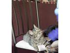 Roxie, Domestic Mediumhair For Adoption In London, Ontario