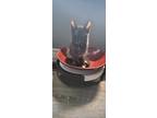 Chloe, Domestic Shorthair For Adoption In London, Ontario