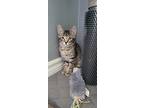 Ellie, Domestic Shorthair For Adoption In London, Ontario