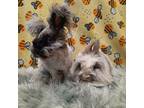 Khloe & Kingsley, Other/unknown For Adoption In Chino, California