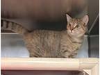 Mcflurry, Domestic Shorthair For Adoption In Newport, North Carolina