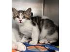 Choco Chip, Domestic Shorthair For Adoption In Newport, North Carolina