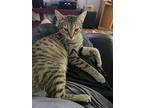 Carla (foster Home), Domestic Shorthair For Adoption In Newport, North Carolina