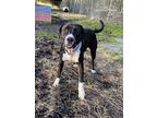 Echo, Labrador Retriever For Adoption In Newport, North Carolina