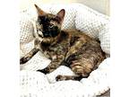 Autumn, Domestic Shorthair For Adoption In West Hills, California