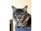 Twix, Domestic Mediumhair For Adoption In Portland, Maine