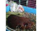Cocoabog, Guinea Pig For Adoption In Salisbury, Massachusetts