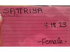 Sattriya, Guinea Pig For Adoption In Salisbury, Massachusetts