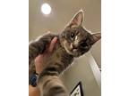 Castor, Domestic Shorthair For Adoption In Columbus, Ohio