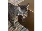 Betty, Domestic Shorthair For Adoption In Pensacola, Florida