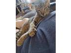 Rocky, Domestic Shorthair For Adoption In Yukon, Oklahoma
