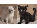 Shiloh And Paxton, Siamese For Adoption In Chicago, Illinois