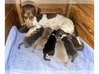 Dachshund PUPPY FOR SALE ADN-841947 - Beautiful piebalds
