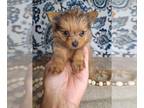 Yoranian PUPPY FOR SALE ADN-841926 - Tiny Fluffy Yorkipoms