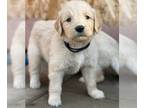Golden Retriever PUPPY FOR SALE ADN-841925 - Sunset Goldens