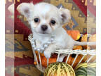 Chihuahua PUPPY FOR SALE ADN-841912 - AKC Champion line FEMALE long coat cream
