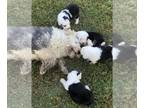 Old English Sheepdog PUPPY FOR SALE ADN-841907 - Old English Sheepdog Litter