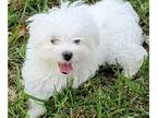 Maltese PUPPY FOR SALE ADN-841897 - Maltese puppy