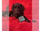 Australian Labradoodle PUPPY FOR SALE ADN-841862 - Male Flat Coat Labradoodle