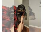 Rottweiler PUPPY FOR SALE ADN-841859 - AKC PUREBRED GERMAN ROTTWEILER PUPPIES