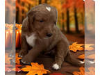 Goldendoodle PUPPY FOR SALE ADN-841701 - Angels Goldendoodles