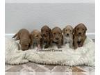 Goldendoodle PUPPY FOR SALE ADN-841806 - Beautiful Goldendoodle Puppies