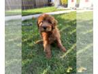 Goldendoodle (Miniature) PUPPY FOR SALE ADN-841802 - Cooper F1b Mini 20lbs full