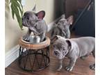 French Bulldog PUPPY FOR SALE ADN-841795 - AKC FRENCH BULLDOGS PUPPIES