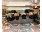 Soft Coated Wheaten Terrier PUPPY FOR SALE ADN-841787 - Christmas Wheaten