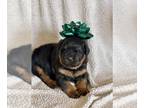 Rottweiler PUPPY FOR SALE ADN-841781 - Sweet Baby Girl