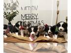 Australian Shepherd PUPPY FOR SALE ADN-841780 - AKC Registered Australian