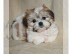 Zuchon PUPPY FOR SALE ADN-841743 - Beautiful Zuchon puppies in North Idaho