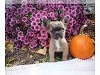 French Bulldog PUPPY FOR SALE ADN-841696 - Frenchie Litter REDUCED
