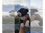 Bull Terrier PUPPY FOR SALE ADN-841942 - Bull terrior