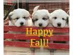 Great Pyrenees PUPPY FOR SALE ADN-841938 - Great Pyrenees Puppies