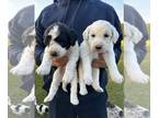 Labradoodle PUPPY FOR SALE ADN-841931 - CKC F1bb Standard Labradoodles