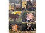 American Bully PUPPY FOR SALE ADN-841901 - ABKC Micro Bullies