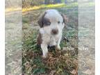 Australian Shepherd PUPPY FOR SALE ADN-841885 - Australian Shepherd Puppies