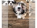 Shih Tzu PUPPY FOR SALE ADN-841871 - Male Shih Tzu